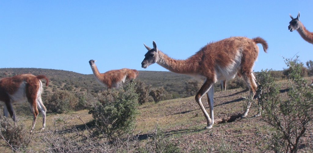 Wonderful guanacos running by benhallen