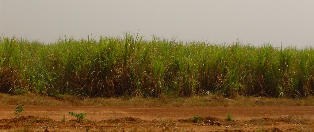 Sugar Can field in Banfora by djaby