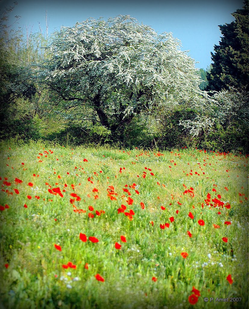 Le Thor, Provence, Vaucluse, PACA, France by © P. Amet