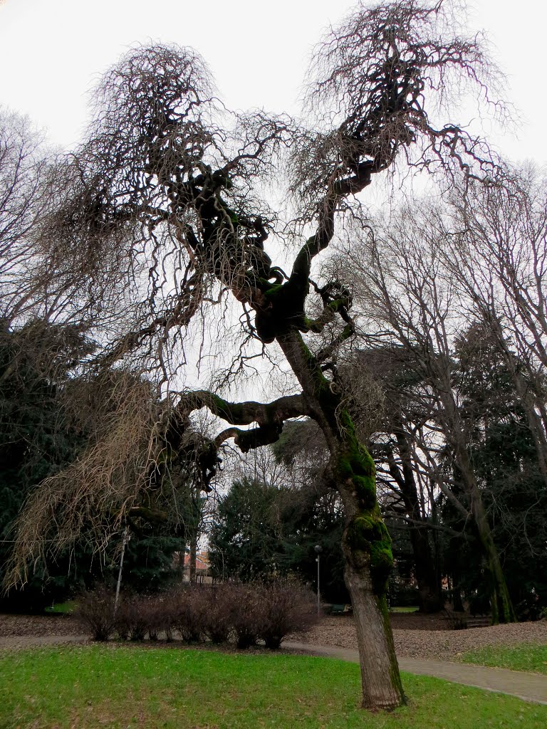 Albero Raro by Paolo Lazzarini