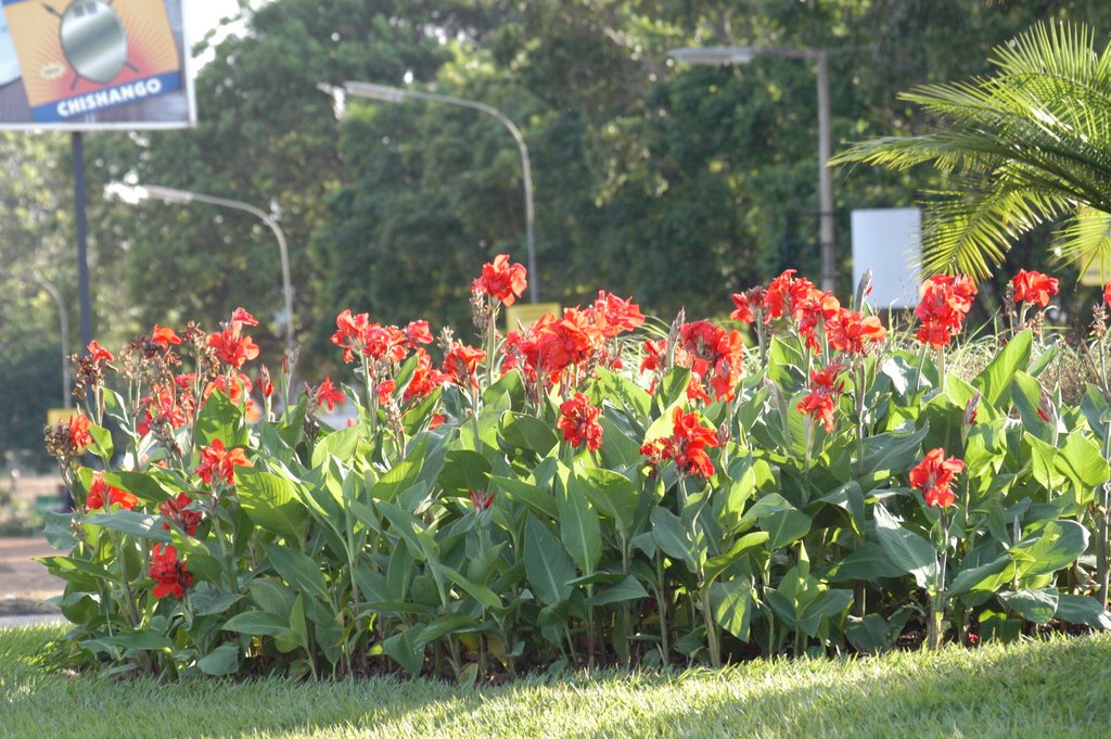 Fleurs à lilongwe by gabolde