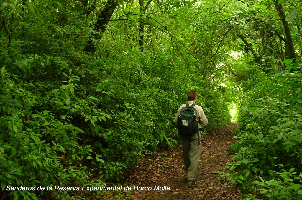 Recorrida por la red de senderos del Bosque de Siempreverdes en la Reserva de Horco Molle-Tucuman by Jose Luis Tisone