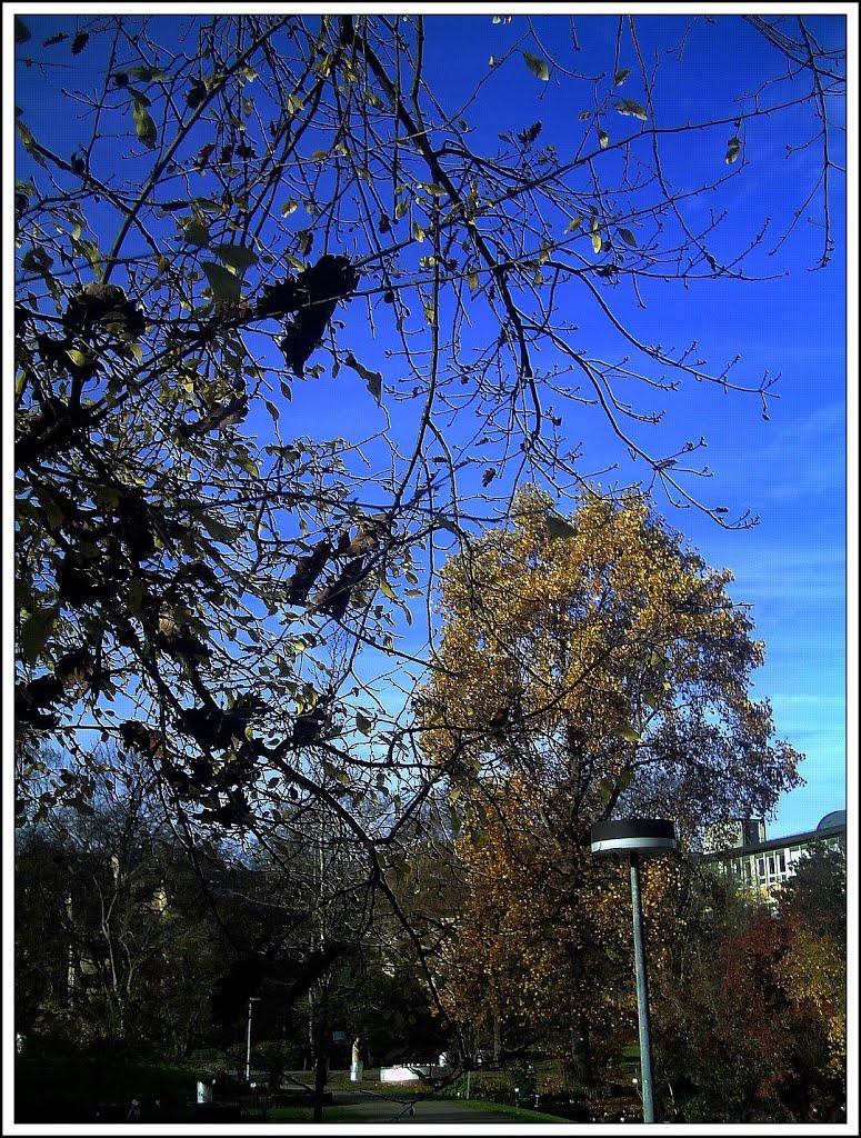 November Autumn Botanischer Garten Freiburg - Botany Photography 2012 by jettcom