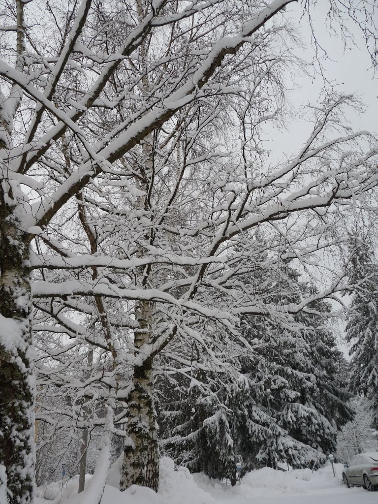 Znów dopadał nowy śnieg.... by Michał Kozłowski.