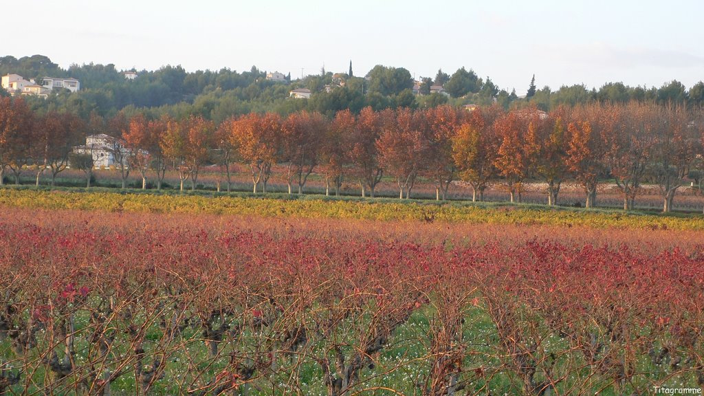 Les vignes de BANDOL by Bruno Pacciarelli