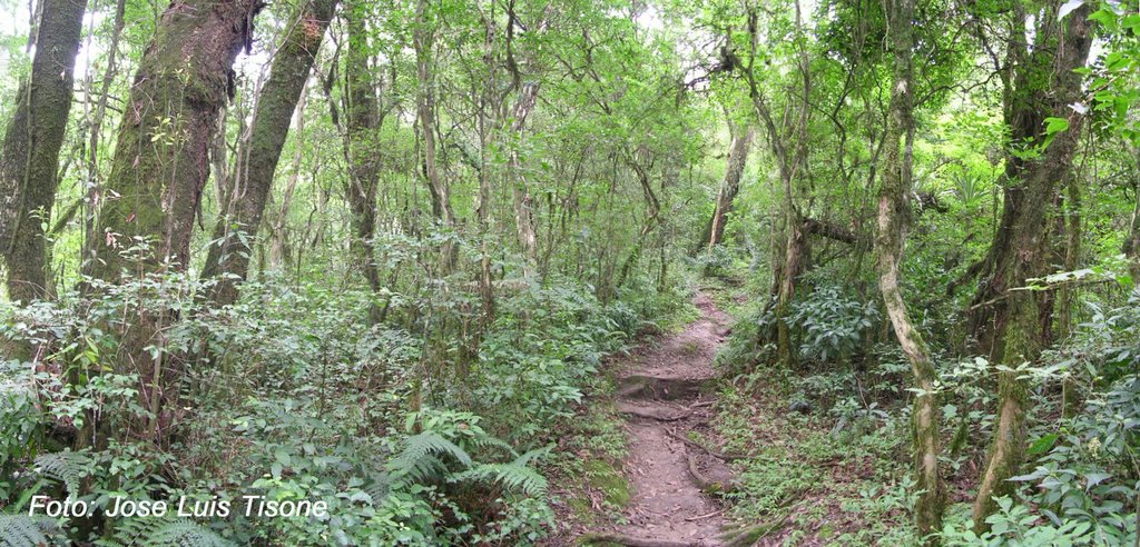 Bosque de Mirtaceas a 1000 msnm, cerca de la calle 12 en la villa de San Javier by Jose Luis Tisone