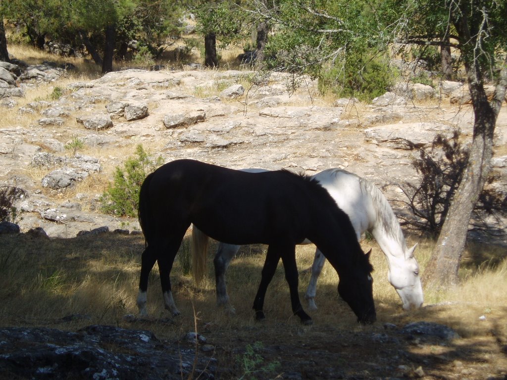 "Equus caballus" by A Lozano