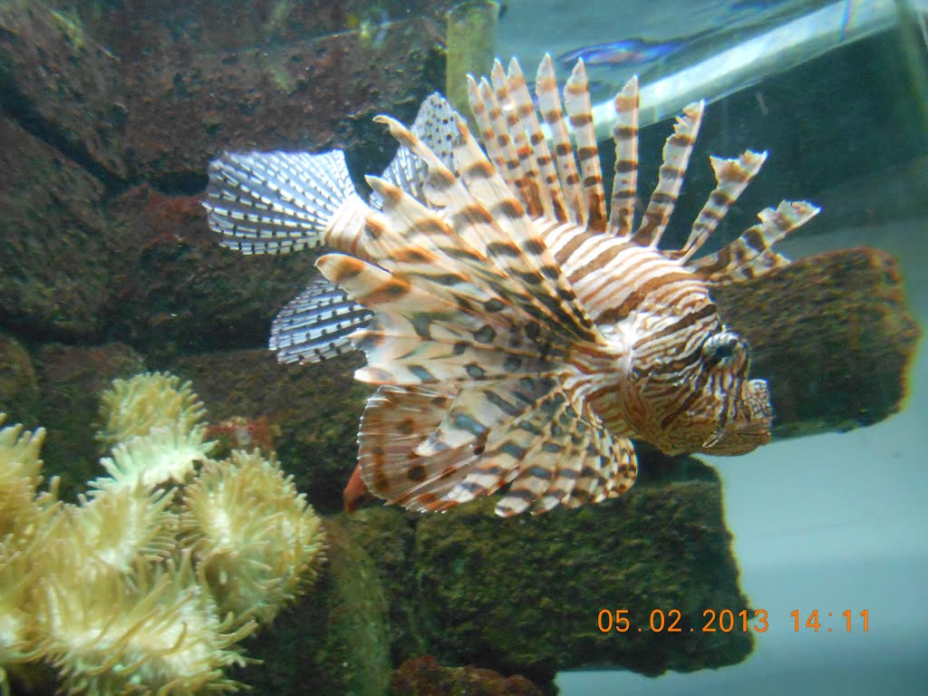 Handsome but poisonous lionfish, inhabitant of the "blue planet aquarium" cheshire oaks, ellsemere port, cheshire. feb. 2013. by Michael & Grace.