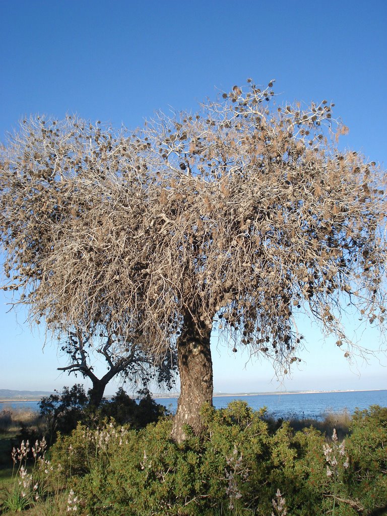 DEVECİ UŞAĞI KÖYÜ YAKININDA Kİ DALYANDA BİR ÇAM AĞACI by mustafator