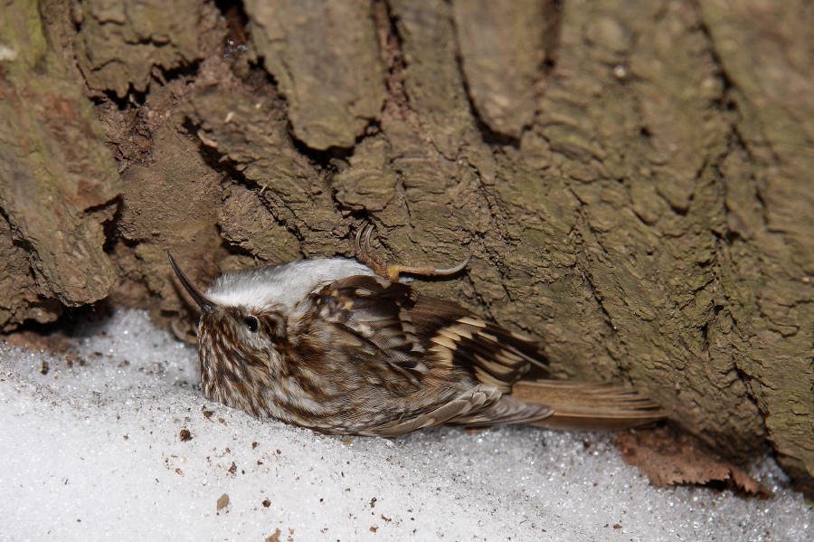 Пищуха (прячется от объектива). Wall-creeper (Certhia) by Timofey Cherepanov