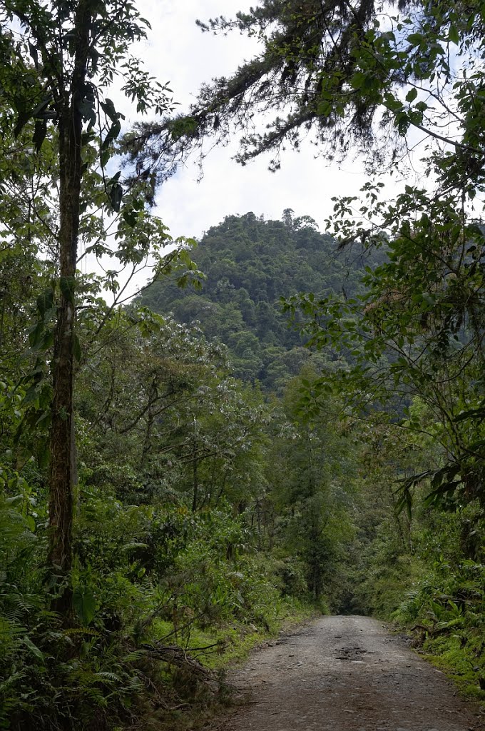 Parque Otún Quimbaya - Risaralda, Colombia by vulpecula66