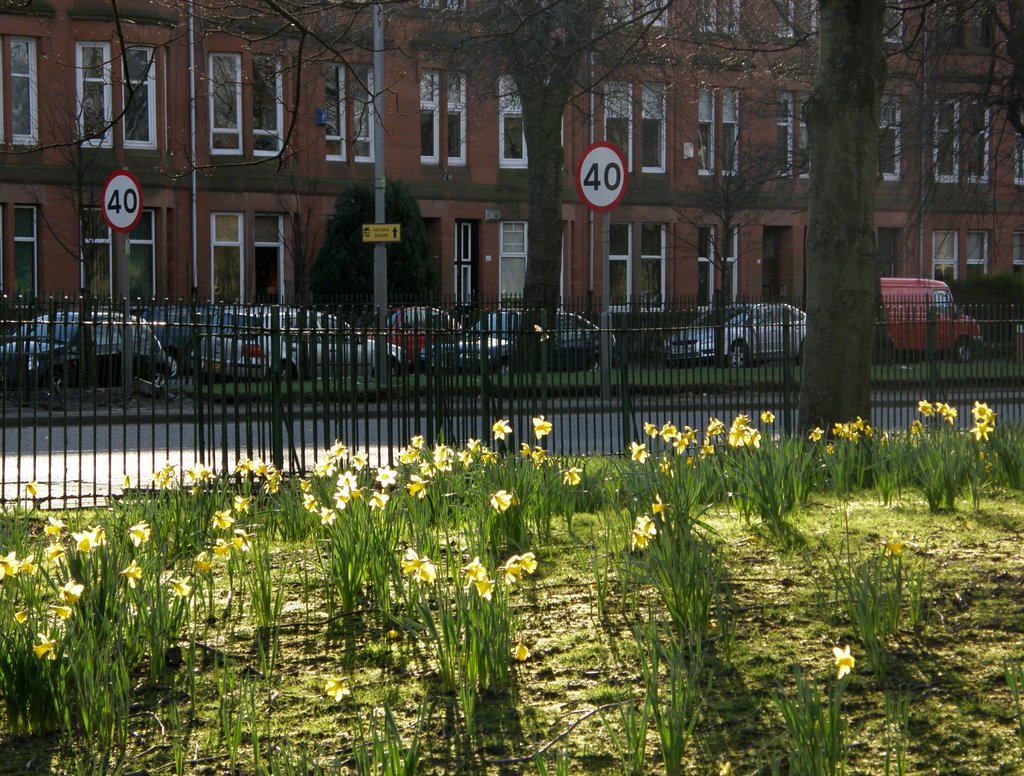 The Daffoldils by © Douglas MacGregor