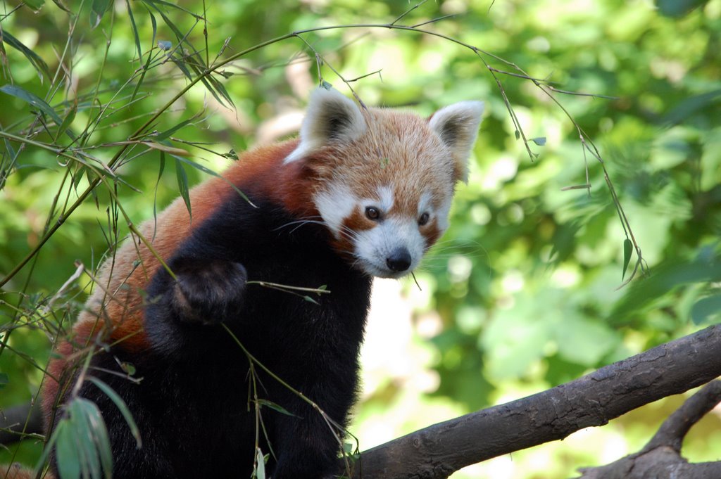 Red panda at the zoo by funkybunch