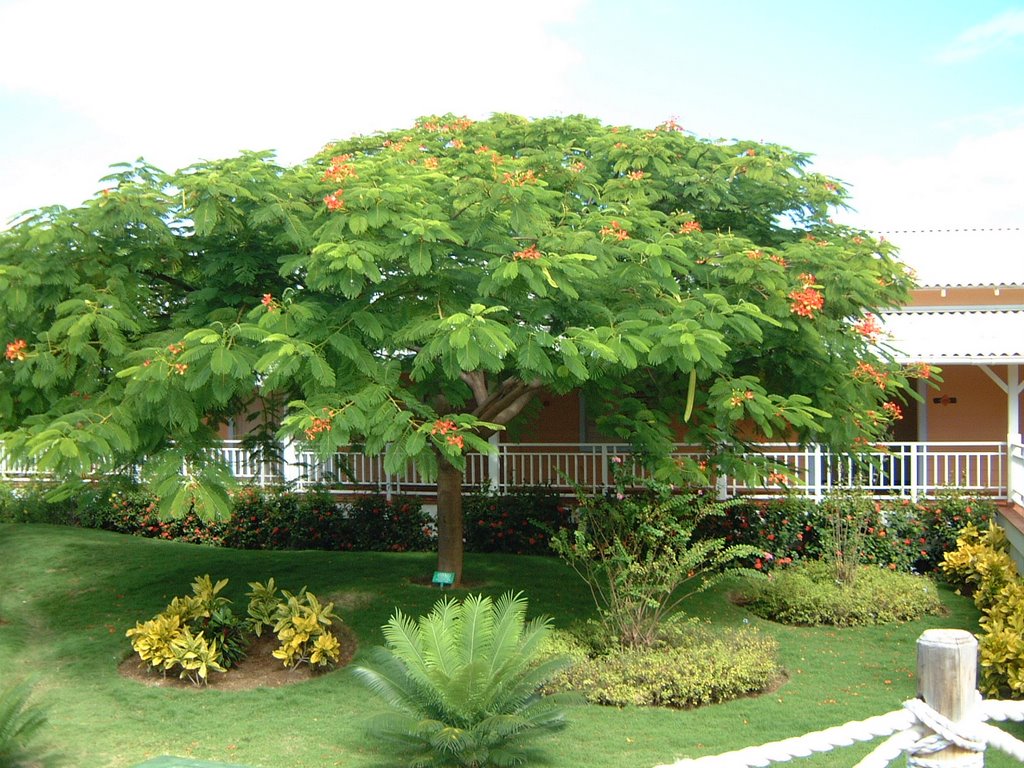 Sandals Royal Hicacos garden by buschko