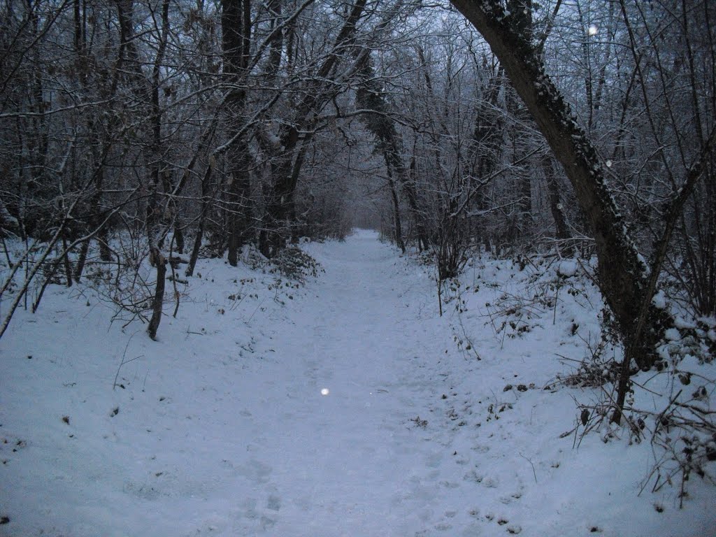 Haguenau, forêt sous la neige (12/2012) by EcoVic