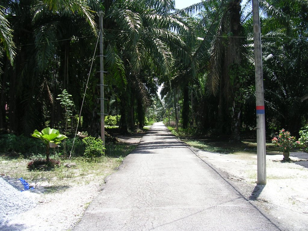 Anggerik road by mohd salim yunus