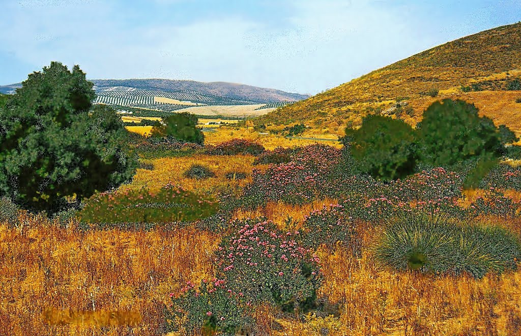 De olijvenroute van Granada naar Jaen by hpjm