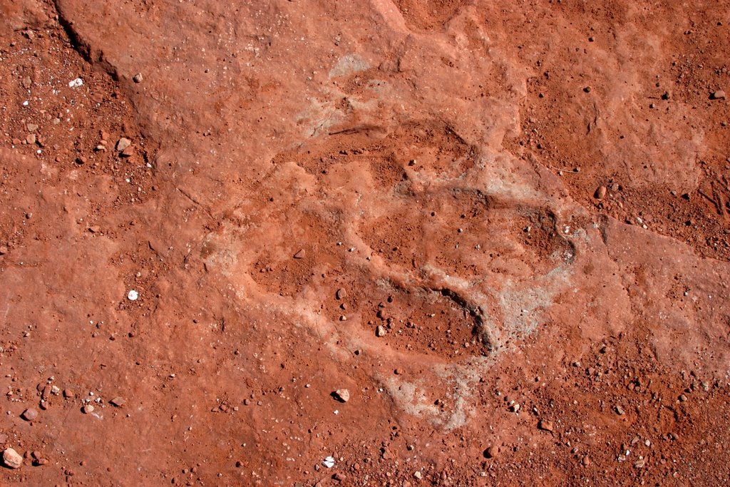 Dinosaur Track by Jim Bassett