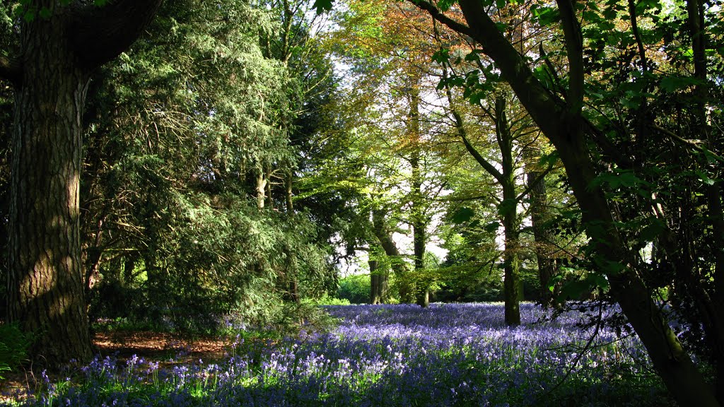 The Bluebell Wood by 2andaTripod