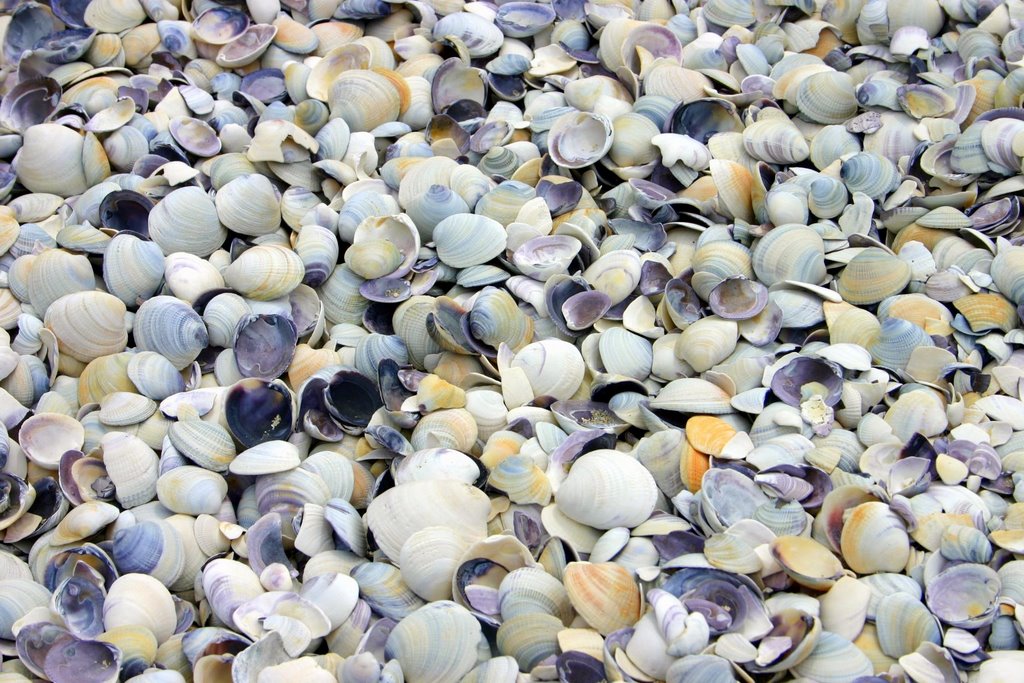 Beach of Shells, Te Whanga Lagoon by Tony Reid