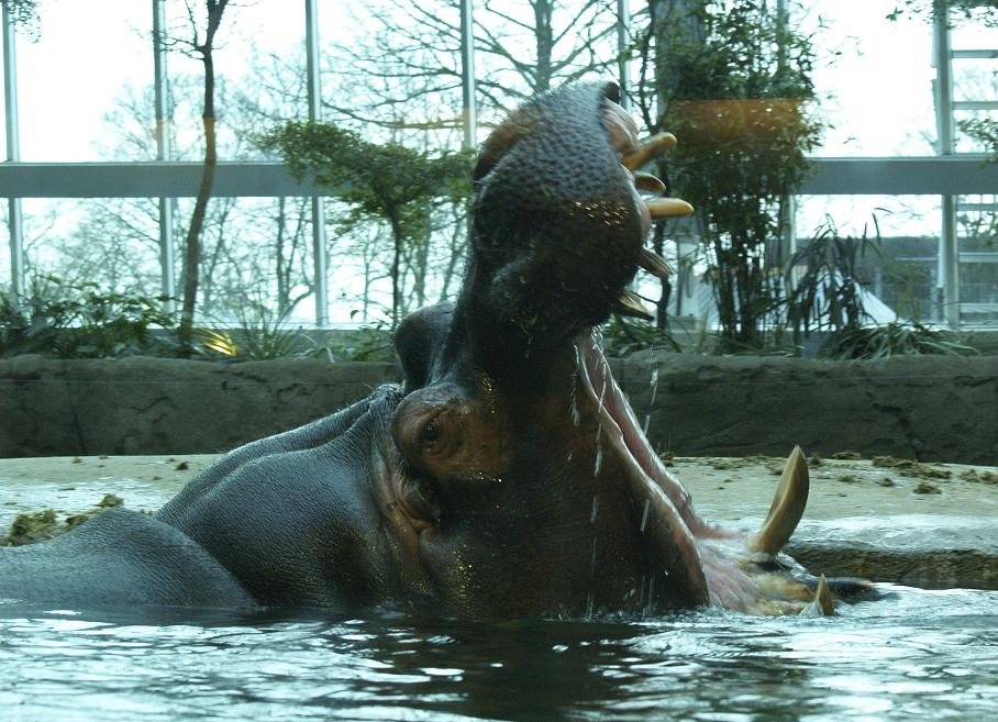 Hipo in Copenhagen Zoo by Ken Reinhard