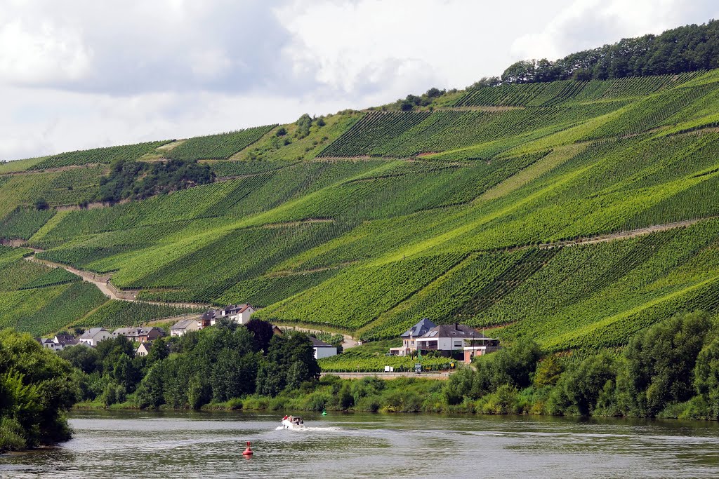 Germany: The Mosel; Trier to Bernkastel- Vinyards line the steep slopes above the river. Most of the grapes grown in the region are white grapes. by w00dy4012