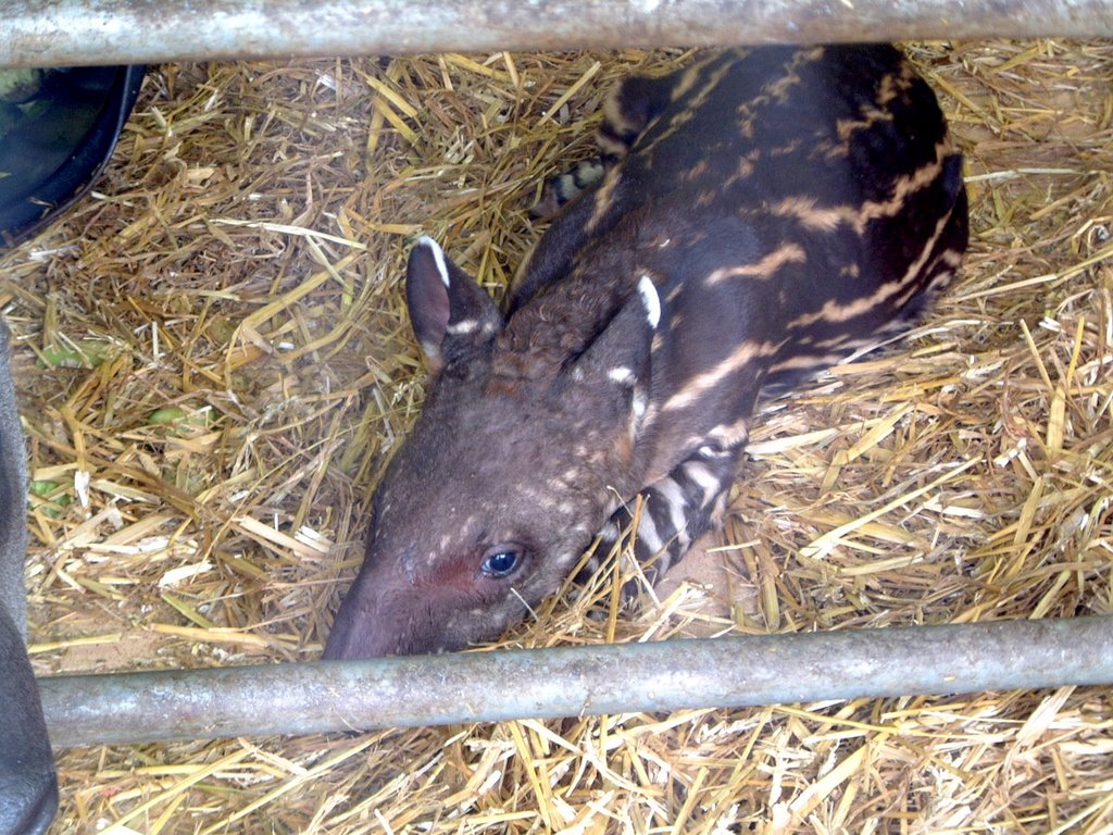 Baby tapir at bristol zoo by funkybunch