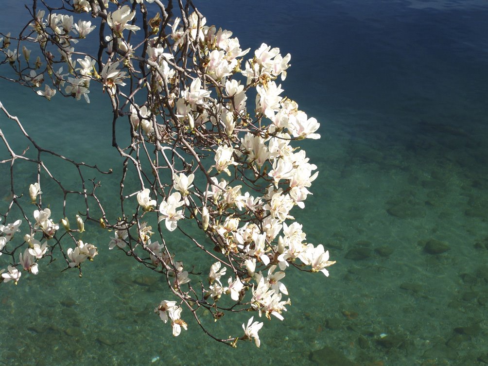 Tahiti? No, lago Maggiore. Marzo 2008 by Marco Ferrari