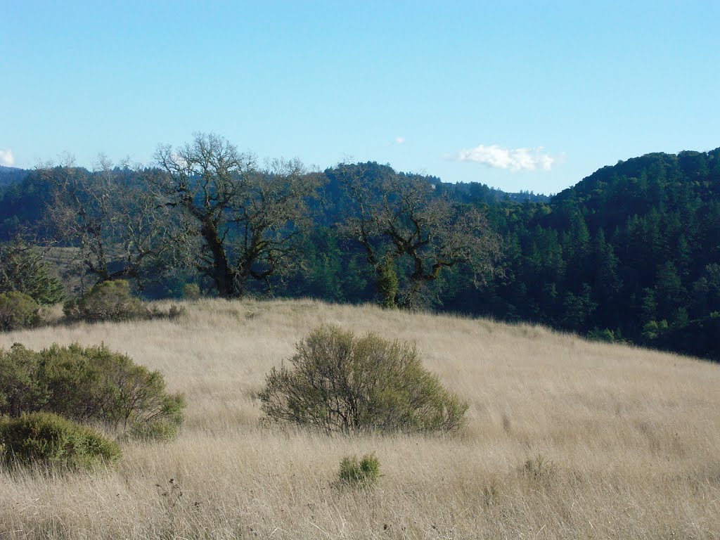 View toward Three Oaks by David Herberg