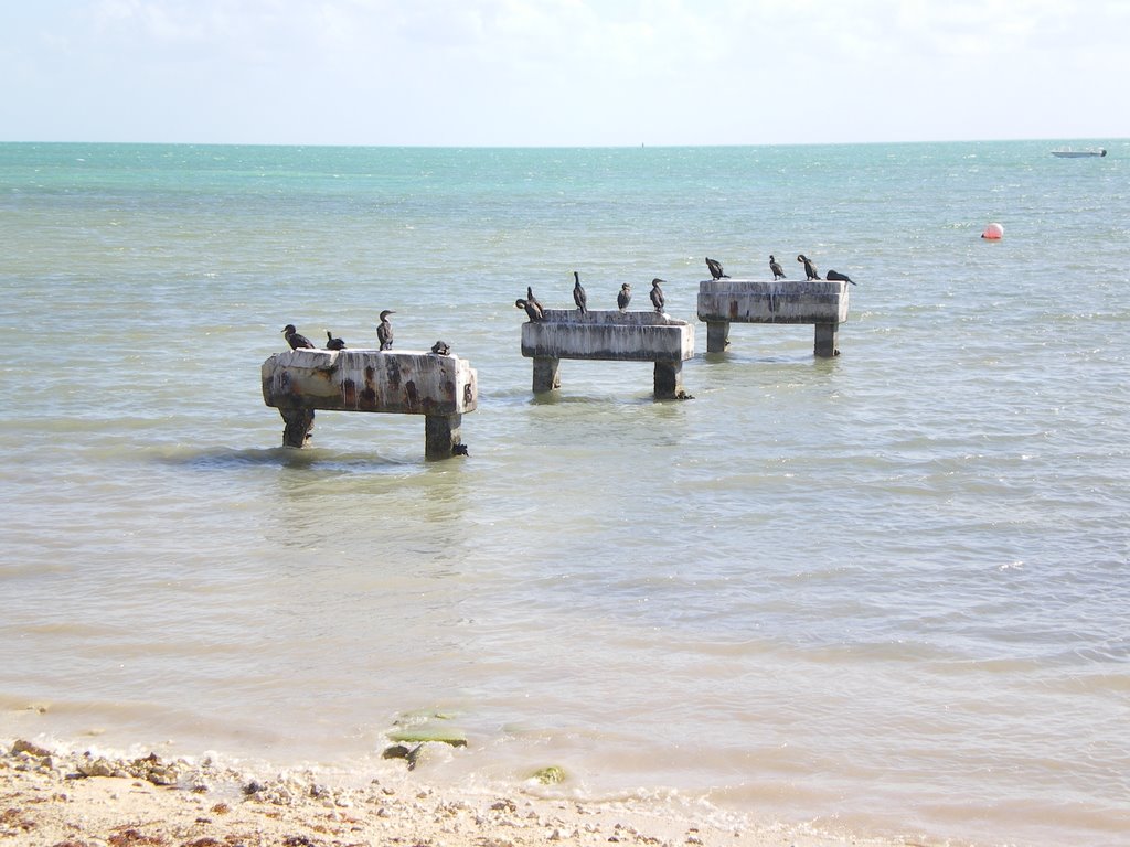 Birds at Key West by Gareth.Stadden