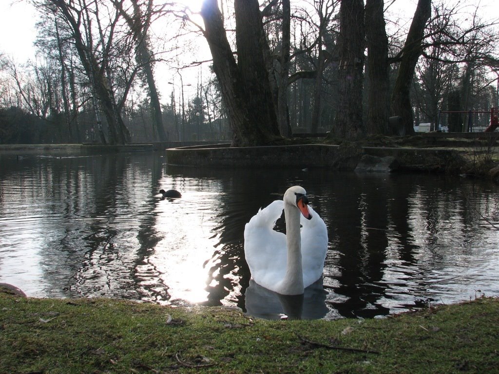 Cygne à paradis plage by Martouf