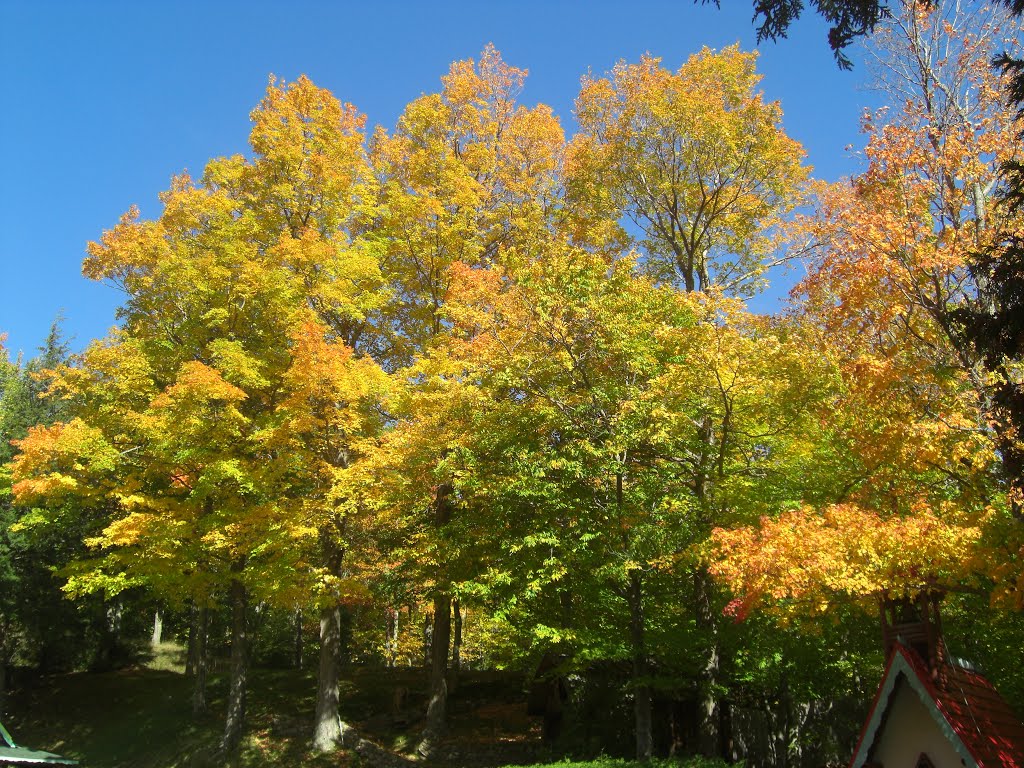 Maples, Santa's Workshop, North Pole, NY, oct 2011 by Tom Dudones