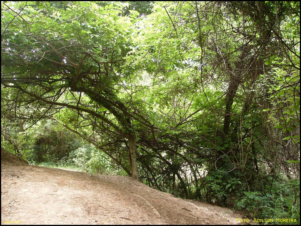 Parque Natural Municipal Ouro Fino - Foto: Adilson Moreira by adilson moreira