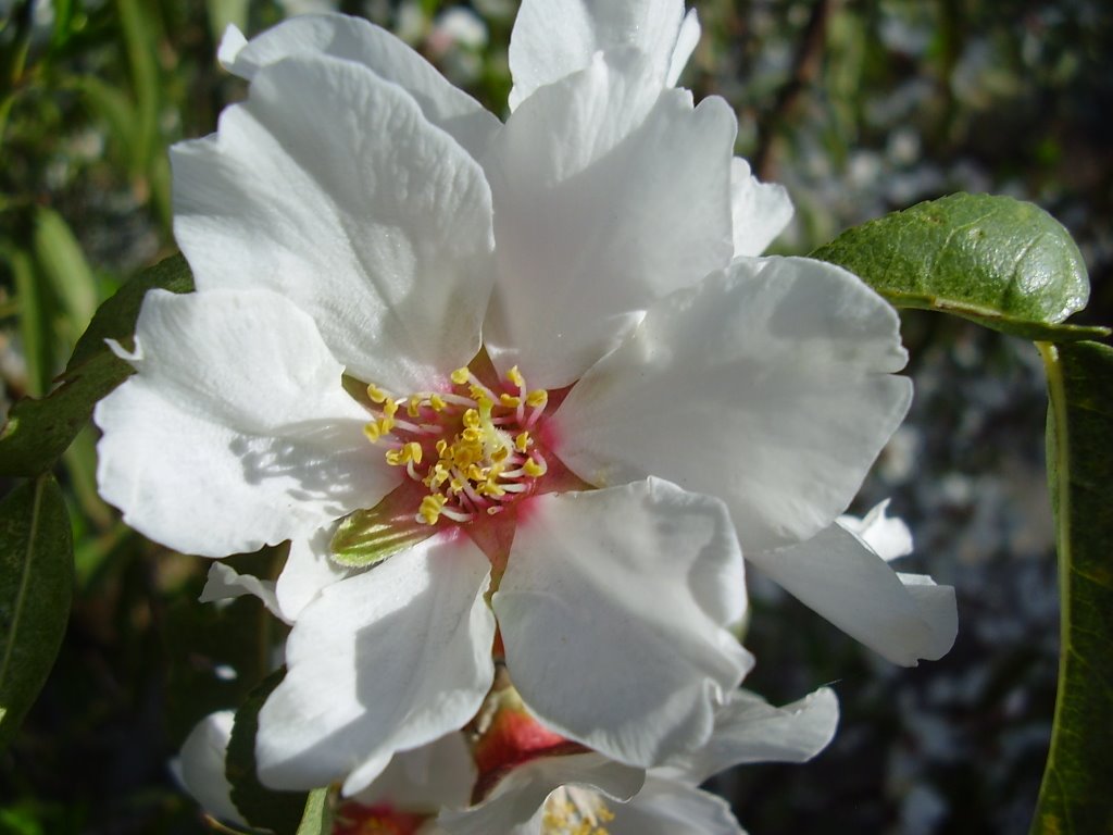 Flor de almendro by Dácil