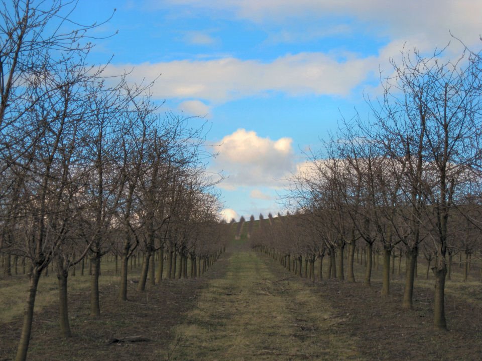 Cherry-Trees by Andreas B. Otte