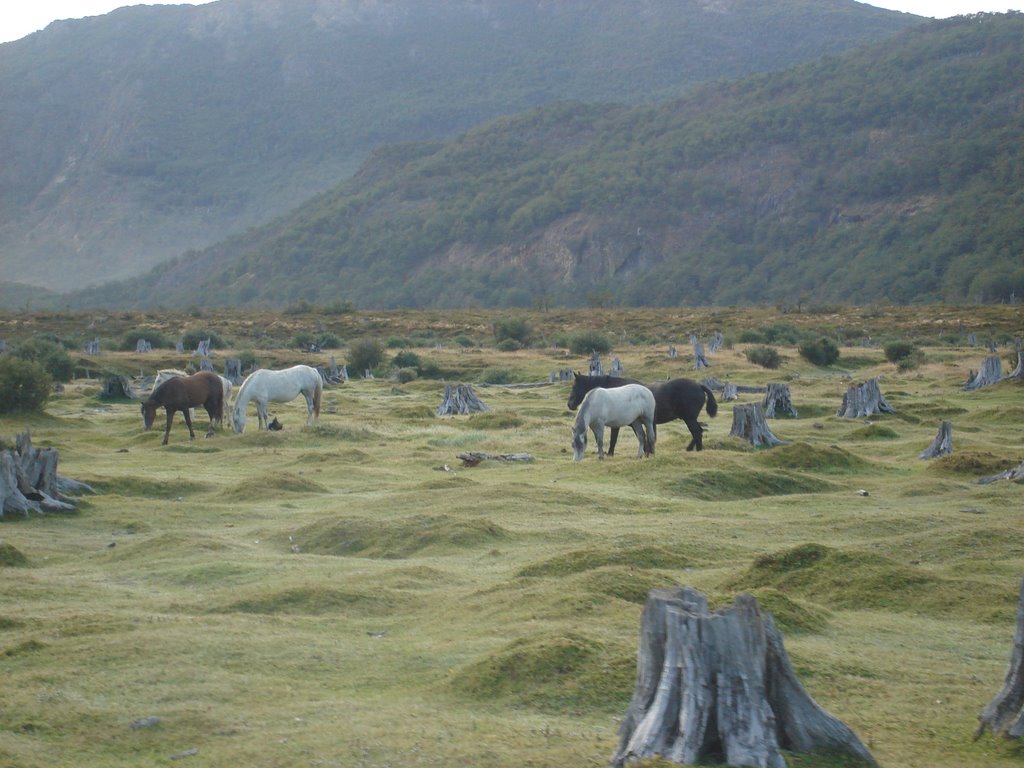 Ushuaia, Tierra del Fuego, Argentina by born to run