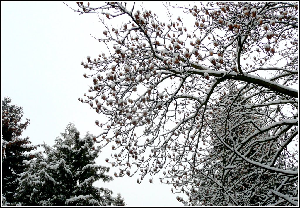 LILIOVNÍK TULIPÁNOKVĚTÝ (Liriodendron tulipifera) by Zdenek Mario