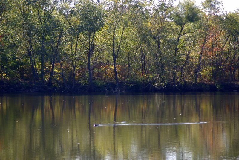 Duck On Pond, Amico Island by markg26