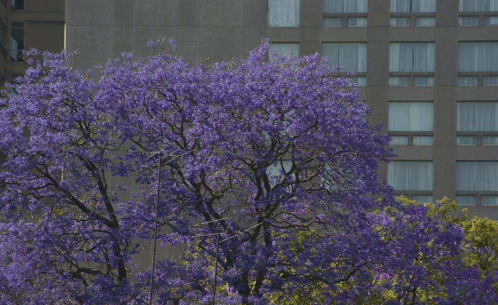 Jacaranda by Irak Perez.