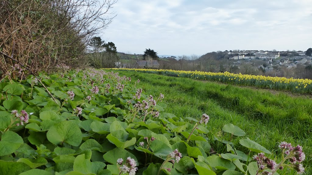 Winter Heliotrope. by snowy2012