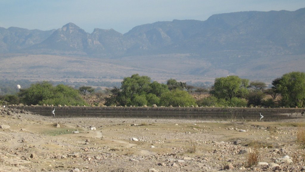 Garzas en la Presita de San Miguel by Eduardo Pérez Valdez