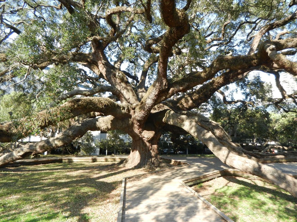 Treaty Oak, Jessie Ball DuPont Park, Historic US Route 1, Prudential Dr, Jacksonville FL by Midnight Rider