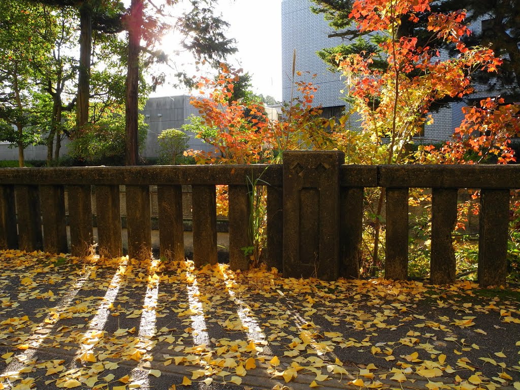 紅葉：天理おやさと大路 Colored leaves in autumn / Tenri oyasato street by tombocom