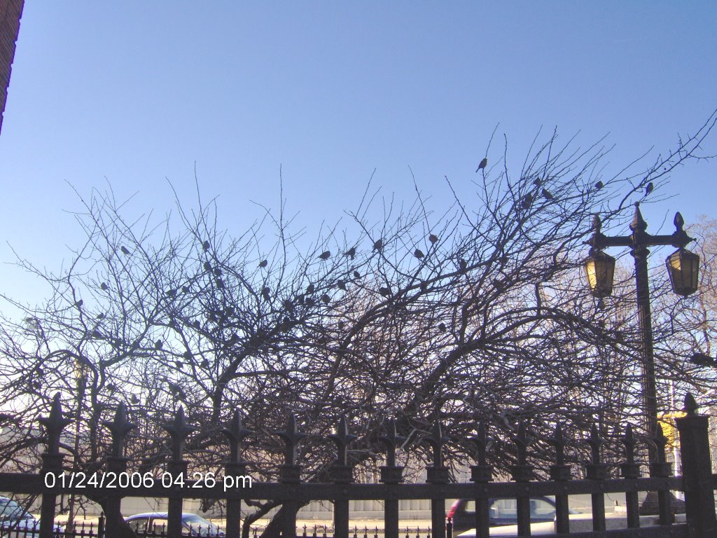 Sparrows (158th St. Riverside Drive; Washington Heights, New York) by DavidJuaquin