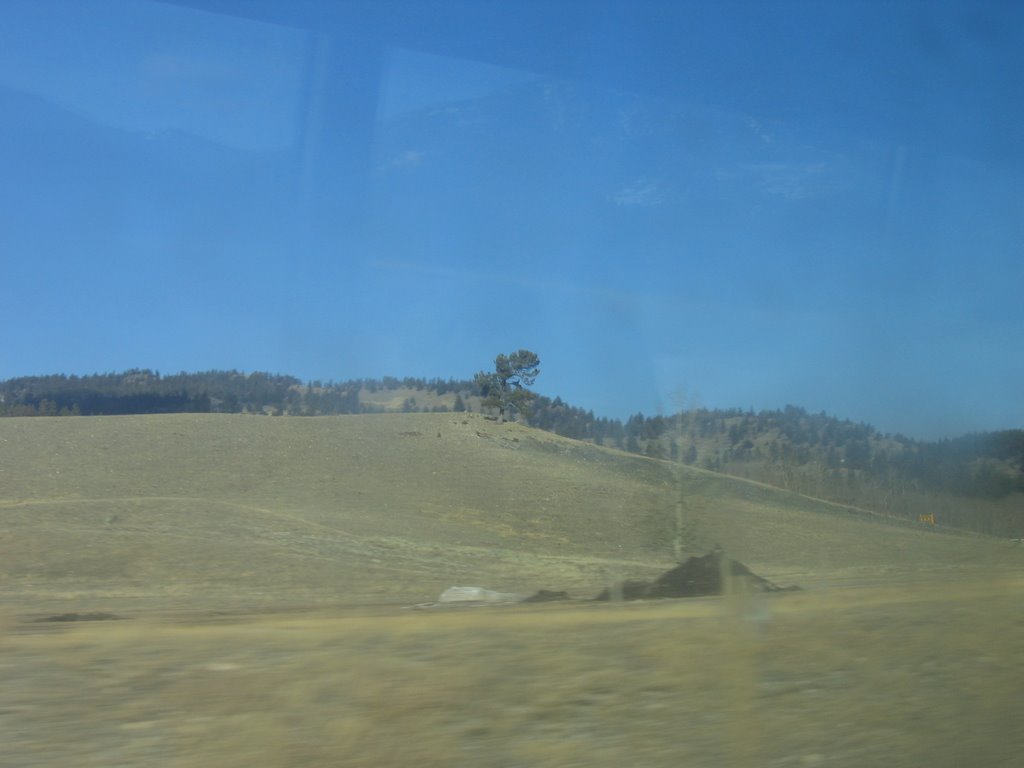 A Lone and Warped Pine Tree on the Edge of the Alberta Prairie - The Intense Effect of the Chinook Winds Out of the Crowsnest Pass AB by David Cure-Hryciuk