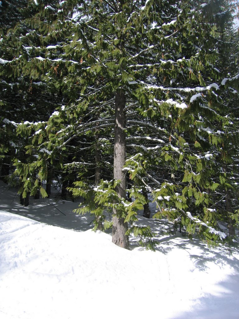 Cedars And Snow - One Of the Few Places With Reliable Snow in 2008 in Western Canada In Fernie BC by David Cure-Hryciuk