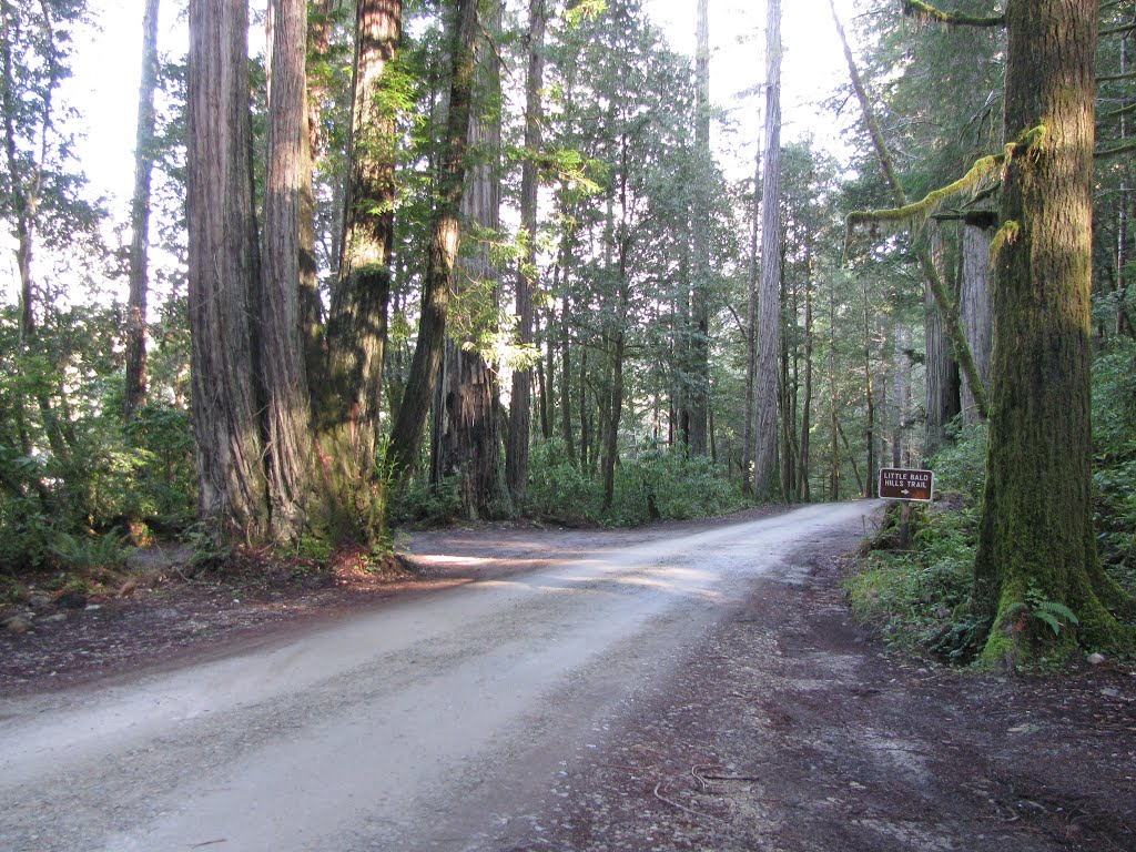 Redwoods NP by Daniel Gradel