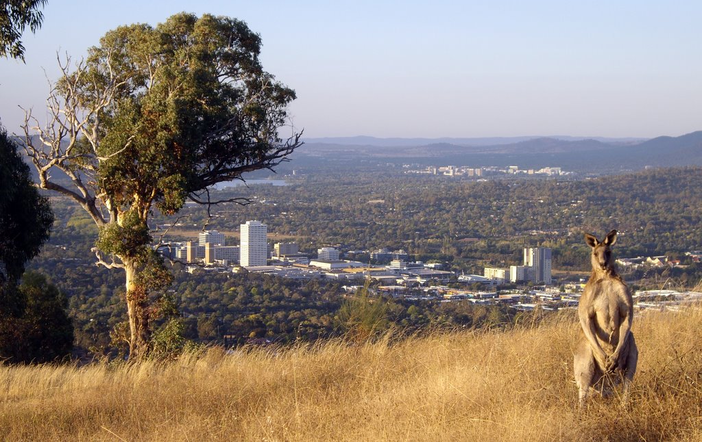 Roo atop Mt Taylor NNE by Andy Garrett