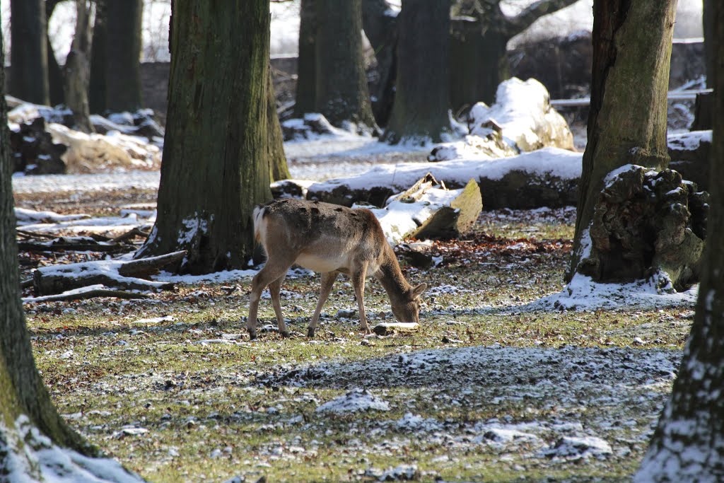 Damwildkuh beim Äsen by C.Butterbrodt