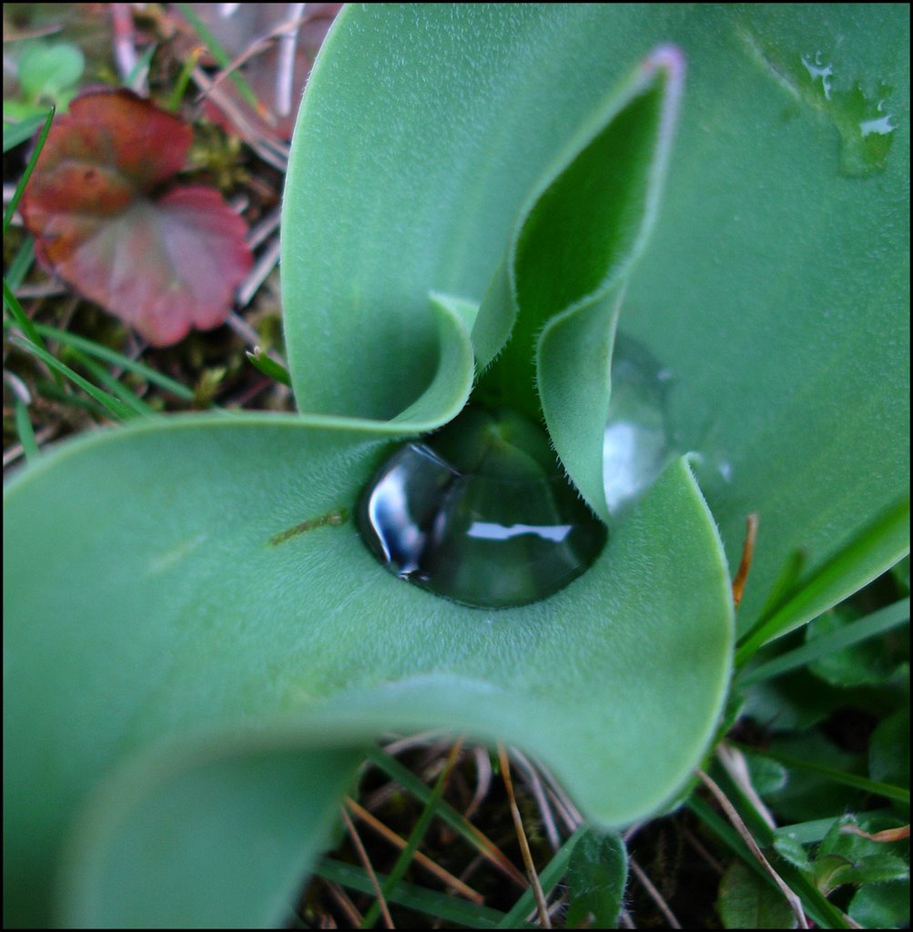 Tulpenknospe im Wassertropfen by C.'s Augenweide